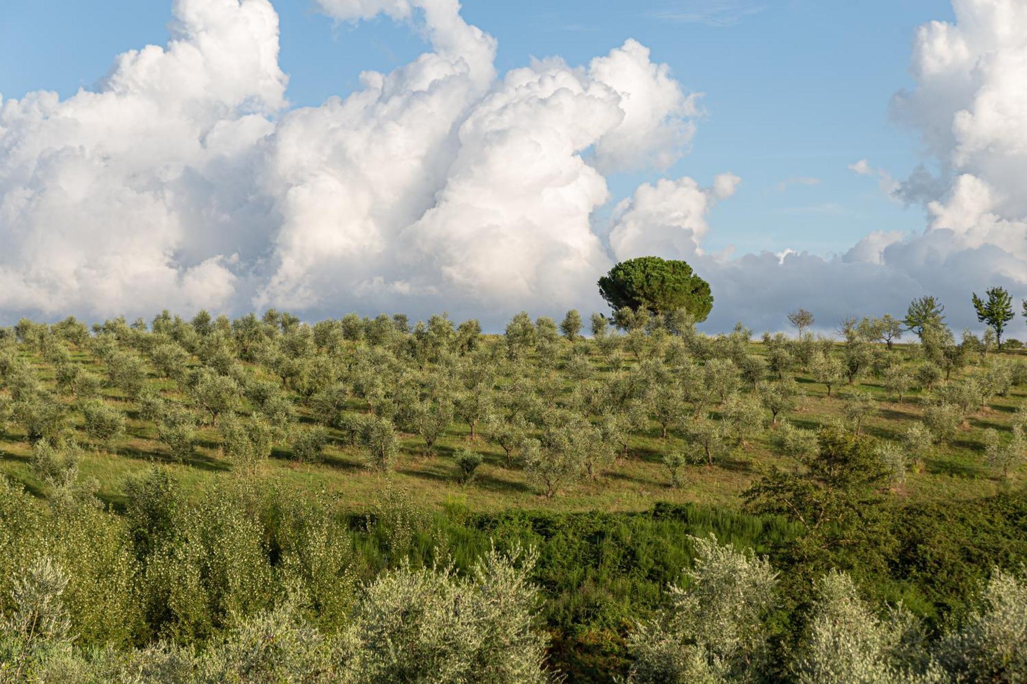 Agriturismo Cornieto Monteleone d'Orvieto Luaran gambar